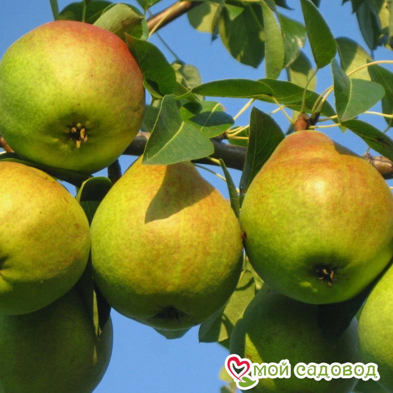 Груша Лимонадная Осенняя