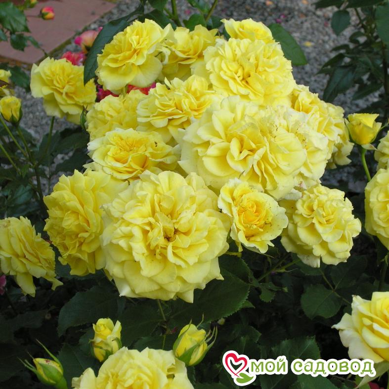 Роза Штернталер