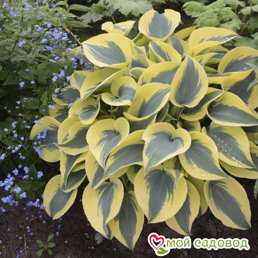 Хоста Отэм Фрост